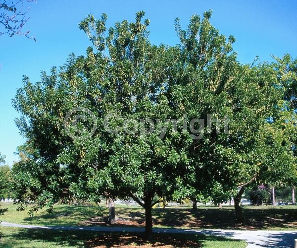 Yellow blooms; White blooms; Evergreen; Broadleaf; North American Native