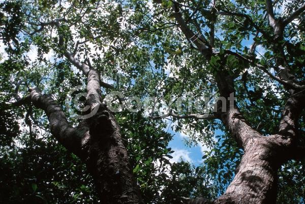 Yellow blooms; White blooms; Evergreen; Broadleaf; North American Native