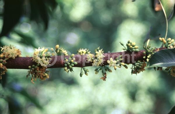 Yellow blooms; White blooms; Evergreen; Broadleaf; North American Native