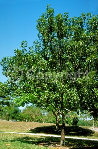 Yellow blooms; White blooms; Evergreen; Broadleaf; North American Native
