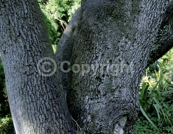 Green blooms; Evergreen; Broadleaf