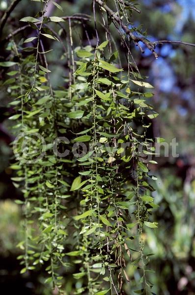 Green blooms; Evergreen; Broadleaf
