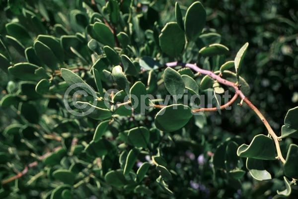 Yellow blooms; White blooms; Green blooms; Evergreen; North American Native