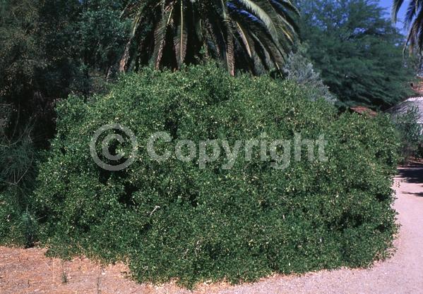 Yellow blooms; White blooms; Green blooms; Evergreen; North American Native