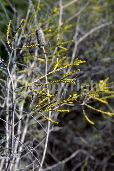 White blooms; Evergreen; Broadleaf