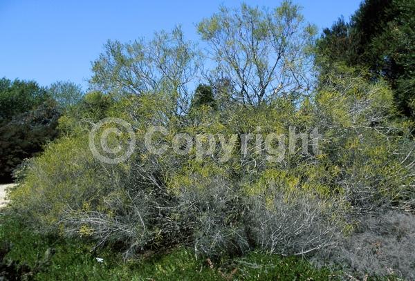 White blooms; Evergreen; Broadleaf