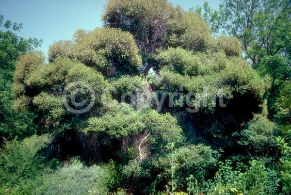 White blooms; Evergreen; Needles or needle-like leaf
