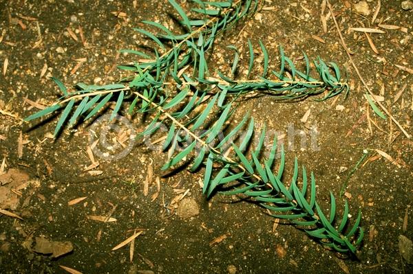 White blooms; Evergreen; Needles or needle-like leaf
