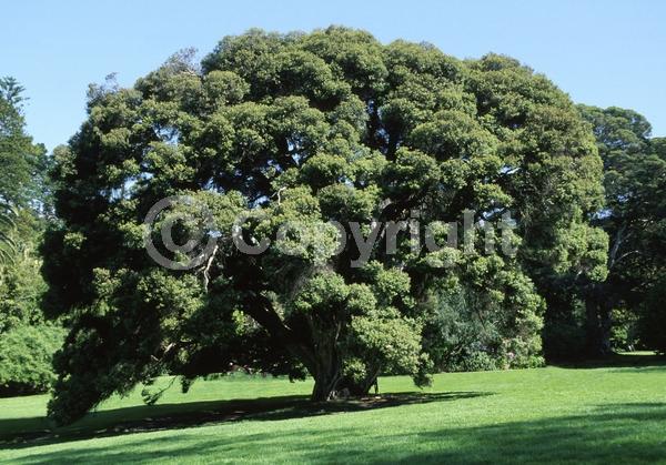 White blooms; Evergreen; Needles or needle-like leaf