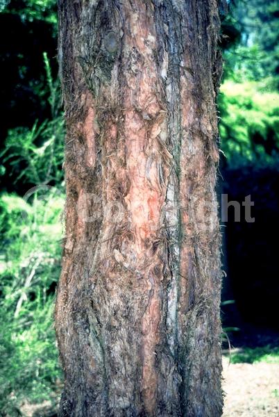White blooms; Evergreen; Needles or needle-like leaf