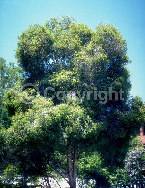 White blooms; Evergreen; Needles or needle-like leaf