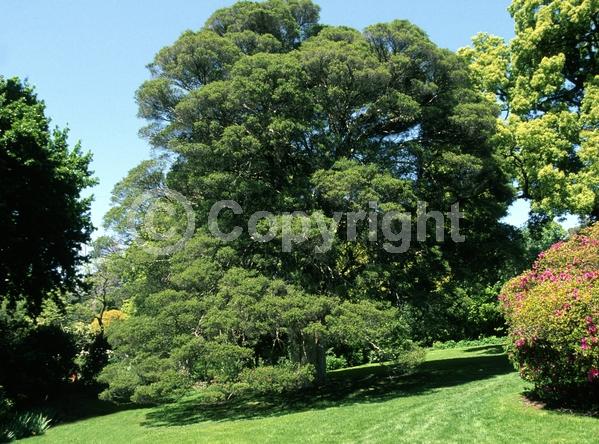 White blooms; Evergreen; Needles or needle-like leaf
