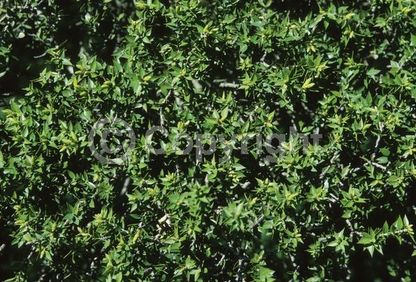 White blooms; Evergreen; Needles or needle-like leaf