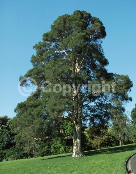 White blooms; Evergreen; Needles or needle-like leaf