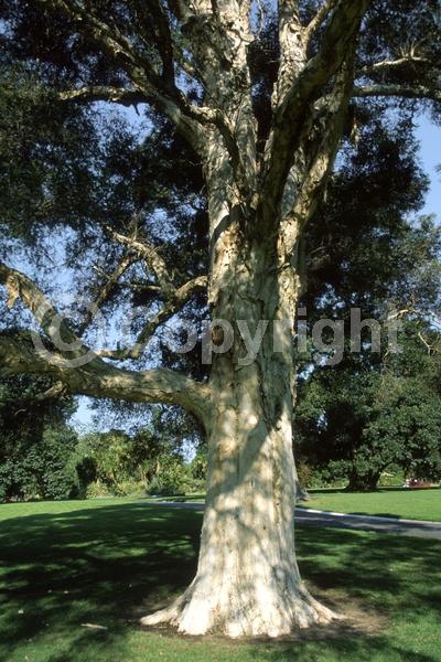 White blooms; Evergreen; Needles or needle-like leaf