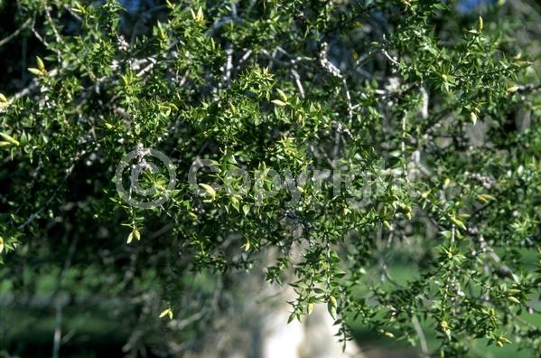 White blooms; Evergreen; Needles or needle-like leaf