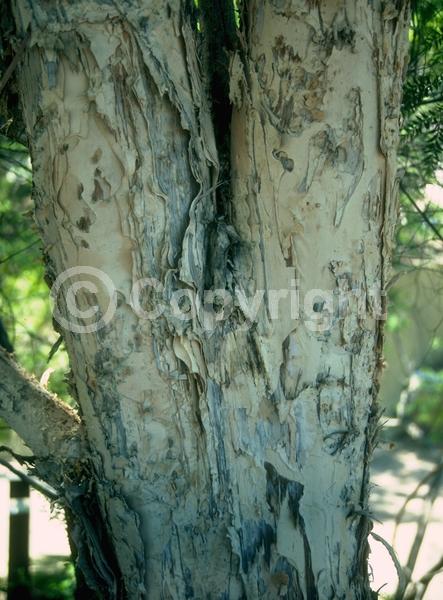 White blooms; Evergreen; Needles or needle-like leaf