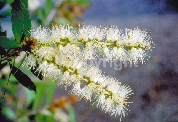 White blooms; Evergreen; Needles or needle-like leaf
