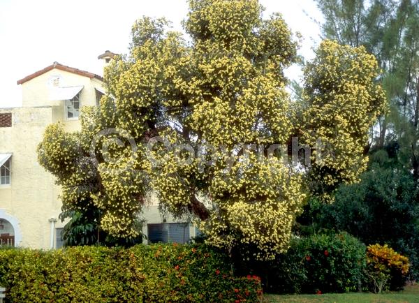 White blooms; Evergreen; Needles or needle-like leaf