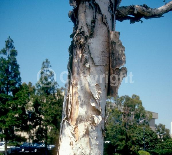 White blooms; Evergreen; Needles or needle-like leaf
