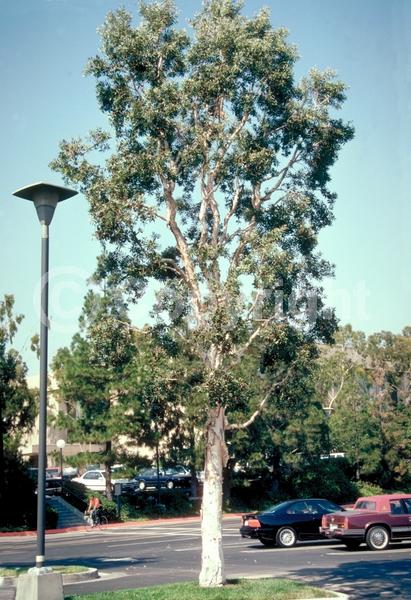 White blooms; Evergreen; Needles or needle-like leaf