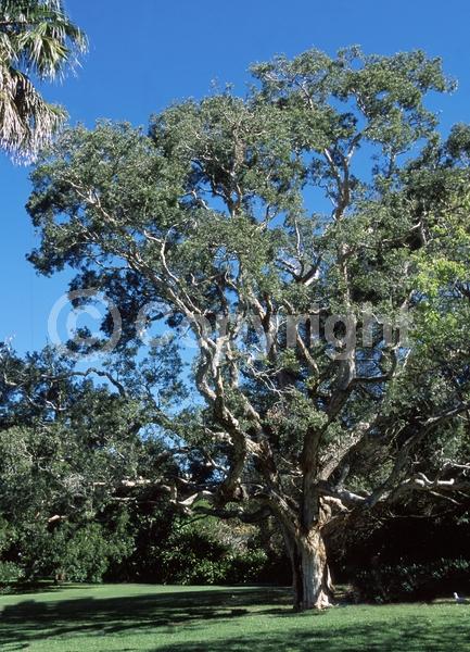 White blooms; Evergreen; Needles or needle-like leaf