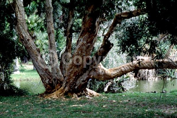 White blooms; Evergreen; Needles or needle-like leaf