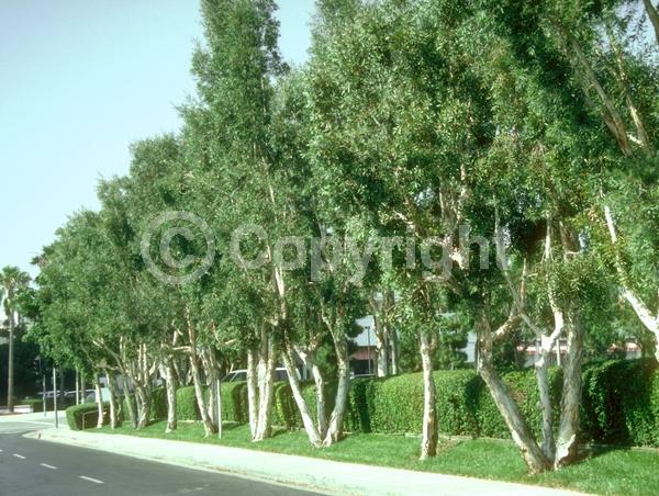 White blooms; Evergreen; Needles or needle-like leaf