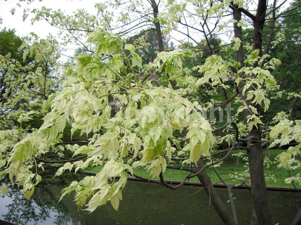 Lavender blooms; Deciduous; Broadleaf
