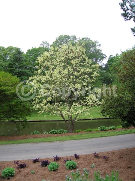 Lavender blooms; Deciduous; Broadleaf