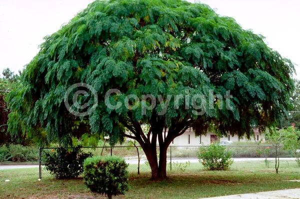 Lavender blooms; Deciduous; Broadleaf