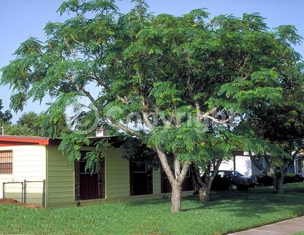 Lavender blooms; Deciduous; Broadleaf