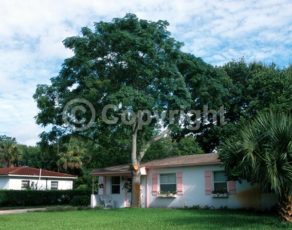 Lavender blooms; Deciduous; Broadleaf