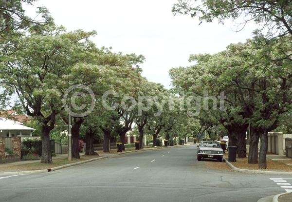 Lavender blooms; Deciduous; Broadleaf