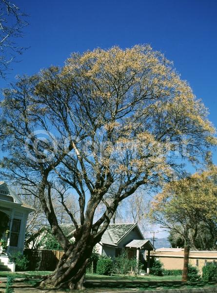 Lavender blooms; Deciduous; Broadleaf