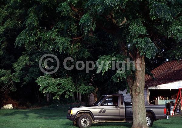 Lavender blooms; Deciduous; Broadleaf