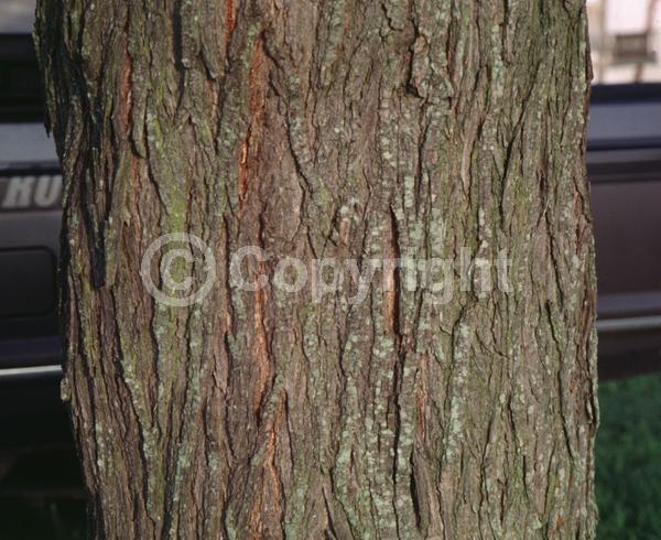 Lavender blooms; Deciduous; Broadleaf