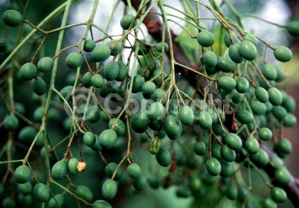 Lavender blooms; Deciduous; Broadleaf