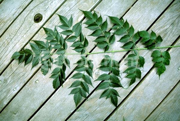 Lavender blooms; Deciduous; Broadleaf
