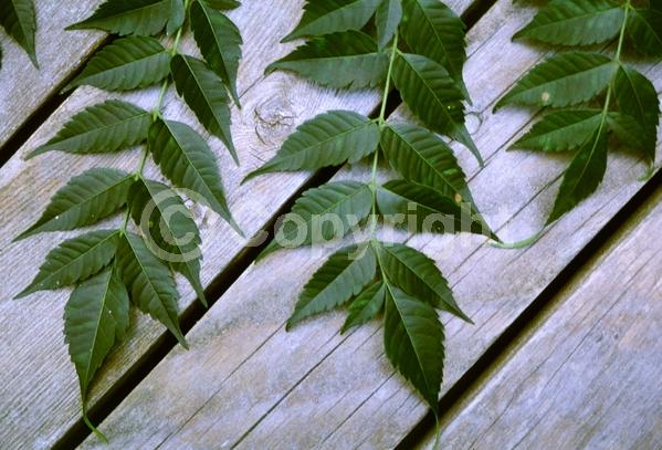 Lavender blooms; Deciduous; Broadleaf