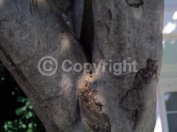 White blooms; Evergreen
