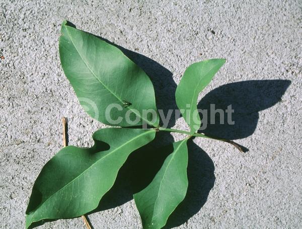 White blooms; Evergreen