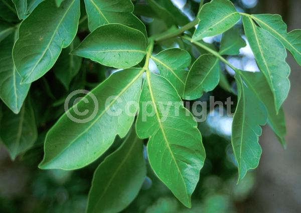 White blooms; Evergreen