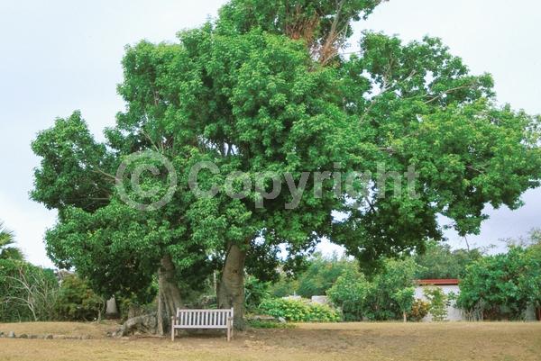 White blooms; Evergreen