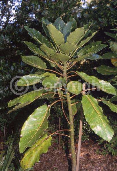 Green blooms; Evergreen; Broadleaf