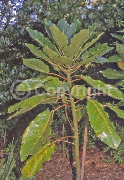 Green blooms; Evergreen; Broadleaf