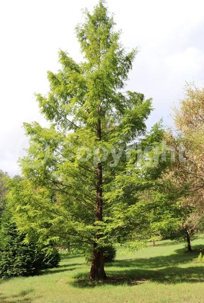 Unknown blooms; Deciduous; Needles or needle-like leaf