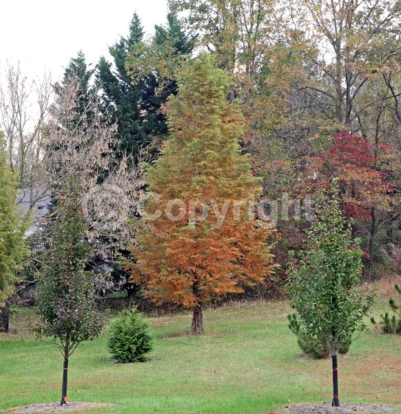 Unknown blooms; Deciduous; Needles or needle-like leaf