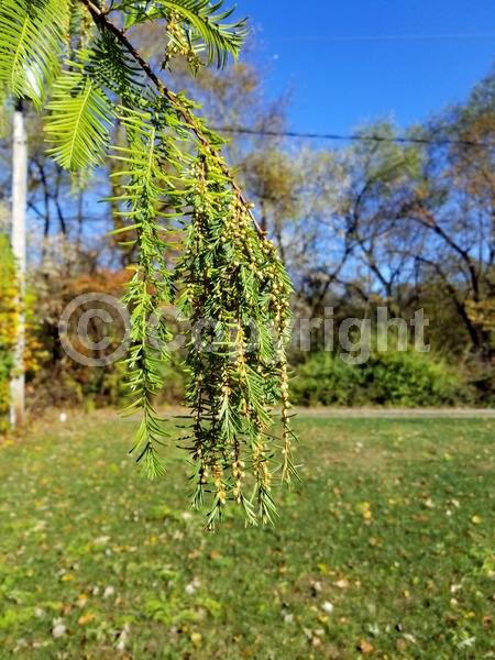 Unknown blooms; Deciduous; Needles or needle-like leaf