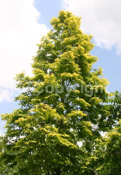 Unknown blooms; Deciduous; Needles or needle-like leaf